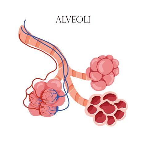 Anatomy Alveoli The Air Space In The Lungs Through Which Oxygen And