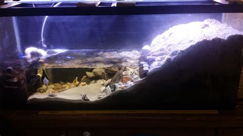 Heres My Fiddler Crab Tank All Are Locally Caught Fiddler Crab