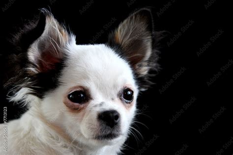 Black White Chihuahua Puppy Stock Photo Adobe Stock