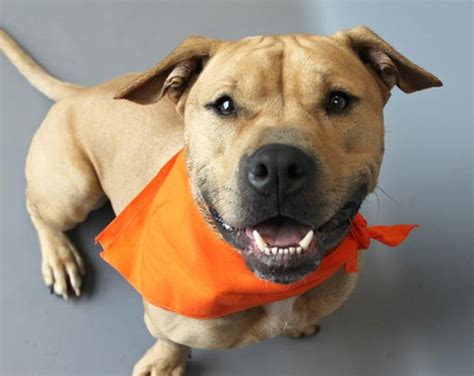 5 miles 10 miles 25 miles 50 miles 100 miles 200 miles 500 miles. Pet Adoption Resources | Features | Pittsburgh ...