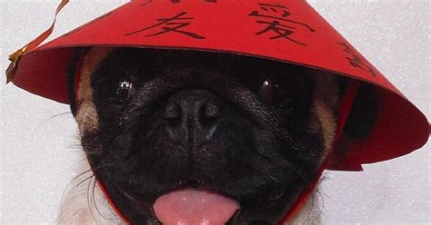 Types Of Dogs In The Chinese Zodiac