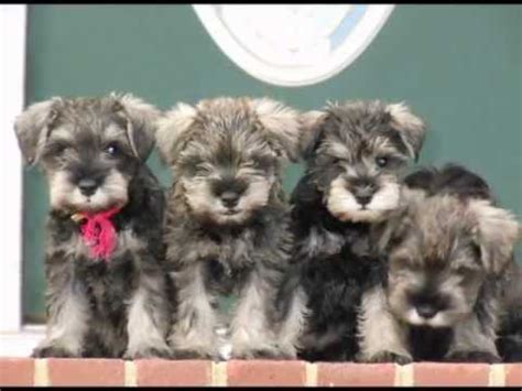 For sale for sale is a… for sale is the fifth album by german pop band fool's garden, released in 2000. Miniature Schnauzer Puppies FOR SALE 2013. Richmond ...