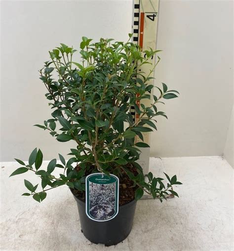 Osmanthus X Burkwoodii — Plant Wholesale Floraccess