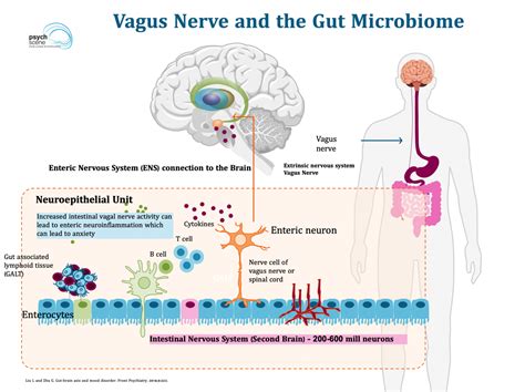 The Simplified Guide To The Gut Brain Axis How The Gut Talks To The Brain