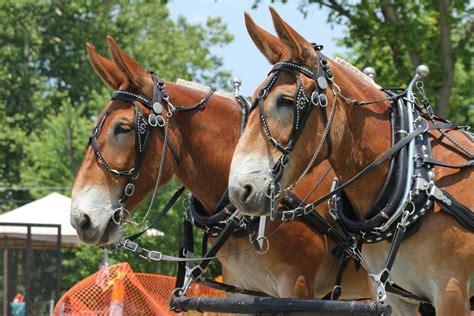 Less is known of the mule than of any character of comparable signifigance to galactic history. Maneater | Missouri Mule Club promotes College of ...
