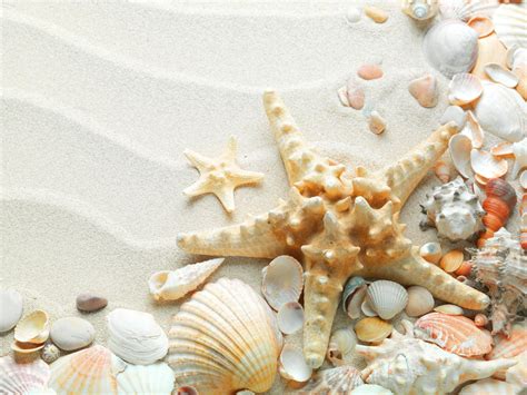 Free Download Seashells Starfish Hd Wallpaper Wallpaper List 2560x1920