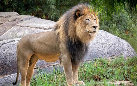 Studies show that lion's mane mushroom may support brain health, improve mood and boost focus. Wallpaper Lion, mane, wildlife 2880x1800 HD Picture, Image
