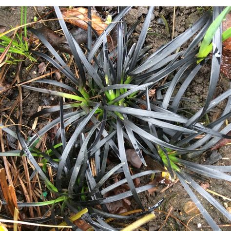 Keressen black mondo grass ophiopogon planiscapus nigrescens témájú hd stockfotóink és több millió jogdíjmentes fotó, illusztráció és vektorkép között a shutterstock gyűjteményében. Ophiopogon planiscapus 'Kokuryu' syn. Ophiopogon ...