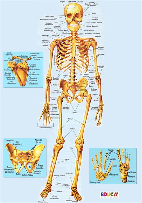 View Esquema Sobre El Sistema Oseo Png Mapa Mentos Images Porn Sex