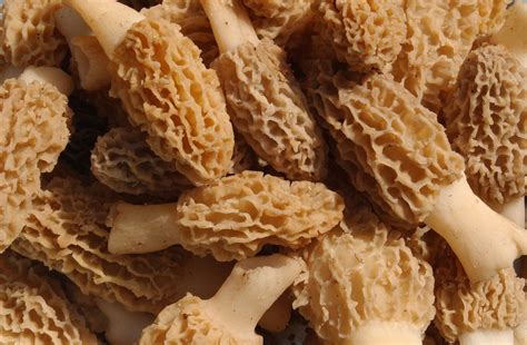 When It Comes To Morel Mushrooms — Timing is Everything | Iowa Wildlife Blog