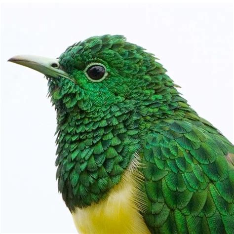 Natale d africa sub indo : African Emerald Cuckoo, Chrysococcyx cupreus, male - Sub ...