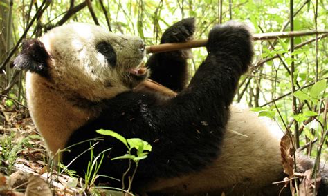 Panda Population Grows Nearly 17 Percent Stories Wwf