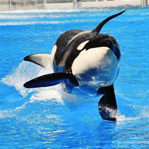 An Orca Jumping Out Of The Water