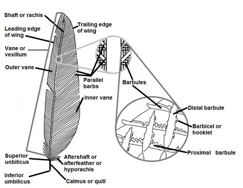 Integumentary Surface Of The Bird Poultry Hub Australia