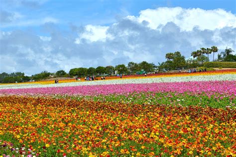 Carlsbad Ranch In San Diego Vast Fields Of Ranunculus Flowers By The