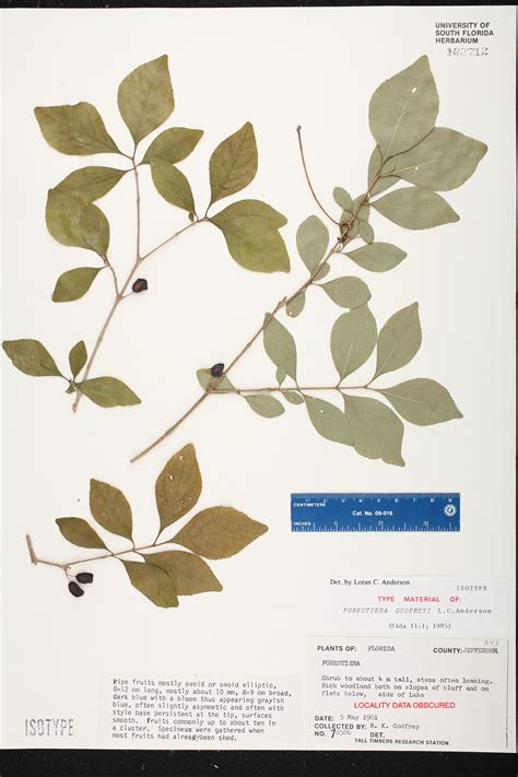 Herbarium Specimen Details - ISB: Atlas of Florida Plants