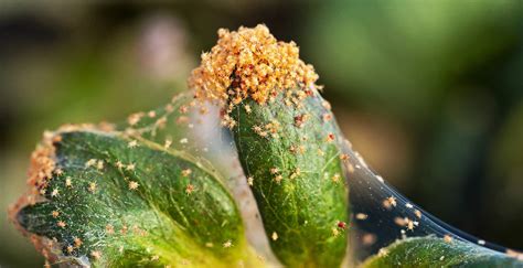 How To Get Rid Of Prevent Spider Mites Naturally