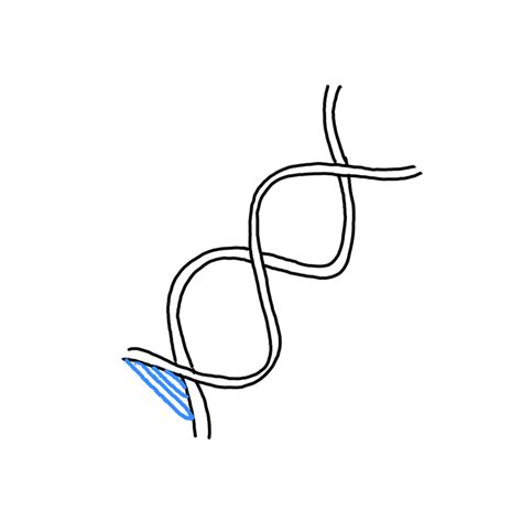 How To Draw A Double Helix Step By Step How To Draw Dna Step By Step