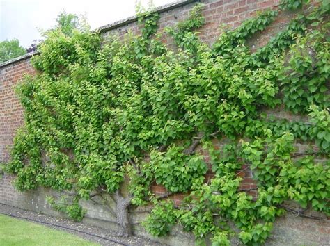 I always expect some kind of diy element to what i buy from home depot, but. Mature fruit tree espaliered | Algemene Tuinideeën | Pinterest
