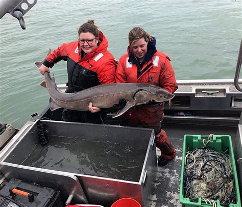 Huge Sturgeon Pulled From Detroit River Among Largest Ever Caught Over