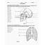 Anatomy Labeling Worksheets  Google Search And Physiology