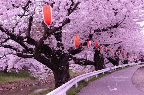 Falling Cherry Blossoms By Landviper （id：8638758） 写真共有サイトphotohito