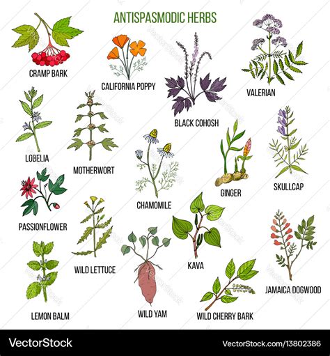 Antispasmodic Herbs Hand Drawn Set Of Medicinal Vector Image