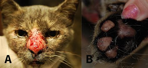 If your cat suffers from eosinophilic granuloma complex, its natural course can run the gamut, from a small ulcer to oozing lesions and masses resembling tumors. Image Gallery: Eosinophilic Granuloma Complex Lesions in ...