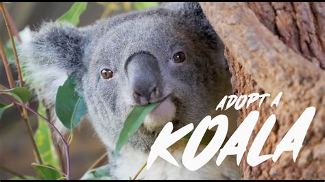 Adopt A Koala Youtube
