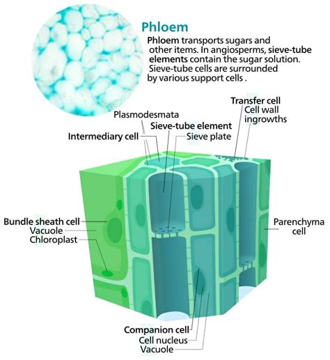 Does phloem have secondary cell walls. Phloem - Definition, Function and Structure | Biology ...