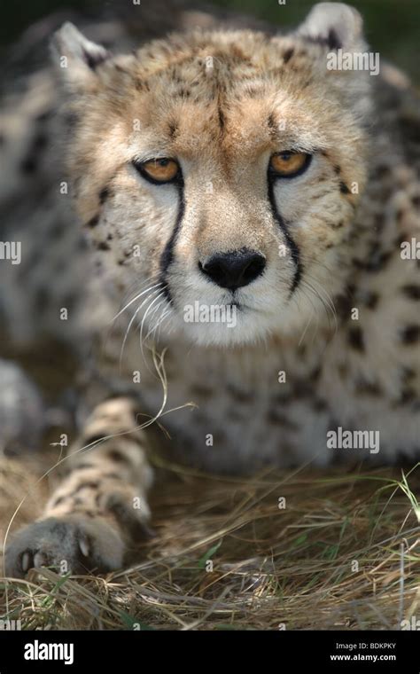Cheetah Face Hi Res Stock Photography And Images Alamy