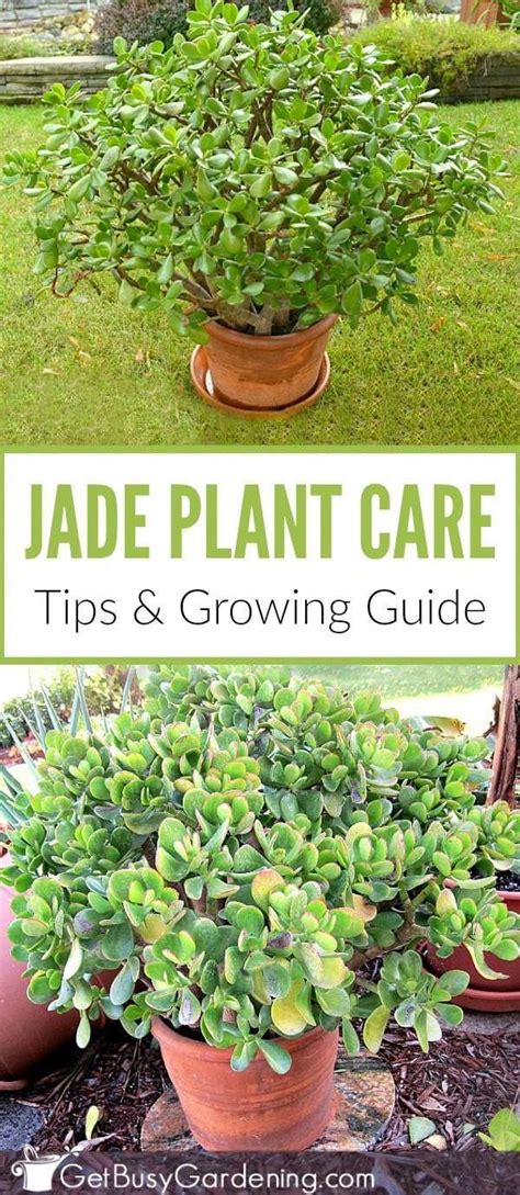 Jade Plant Care Guide How To Grow Crassula Get Busy Gardening Jade