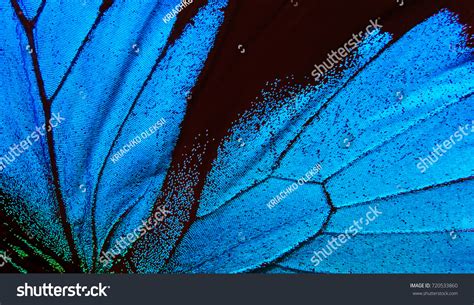 Wings Butterfly Ulysses Wings Butterfly Texture Stock Photo 720533860