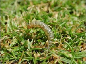 Common Turf Damaging Insects Your Lawn Our Passion