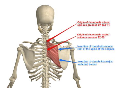 The Rhomboid Muscle And Its Attachments Yoganatomy