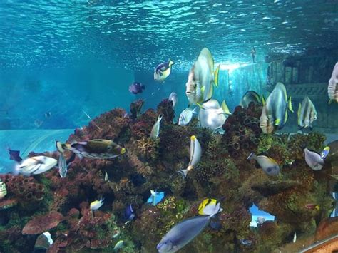 Blue Reef Aquarium Hastings 2020 All You Need To Know Before You Go