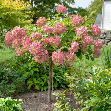 Hydrangea Paniculata Phantom Tree Form White Flower Farm My Xxx Hot Girl