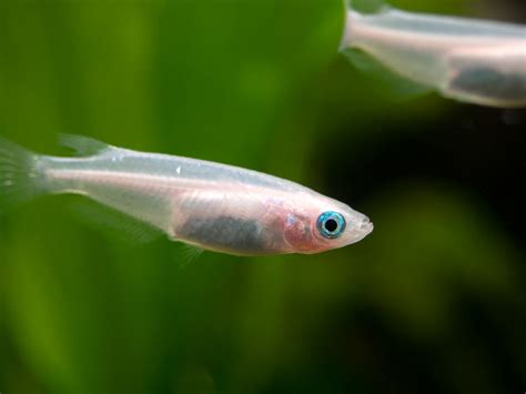 Pearl Galaxy Medaka Ricefish Oryzias Latipes Aquatic Arts