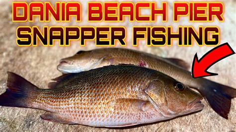 Dania Beach Pier Snapper Fishing Youtube