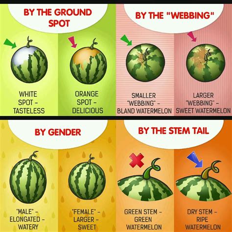 How To Pick The Right Watermelon R Coolguides