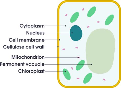 Plant Vs Animal Cell Simple