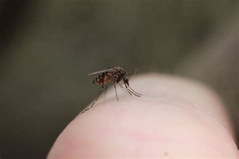 Feel Like Youre A Mozzie Magnet Its True Mosquitoes Prefer To Bite Some People Over Others