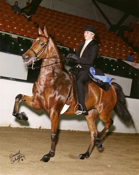 morgan horses for sale | Morgan Horse Guide