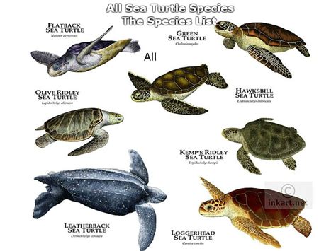 All Sea Turtles Species Species List Youtube
