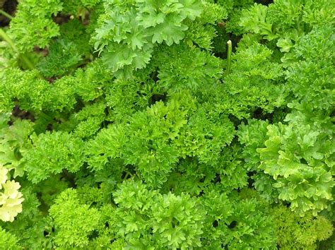 Parsley massacre, the genocide in which the pronunciation of perejil was used as a shibboleth. Perejil - Información general