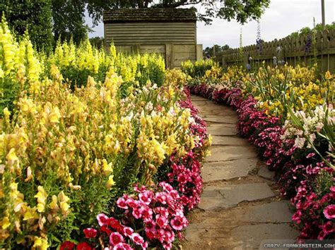 Flowers are precious beauty of nature, which gives expression to our emotions. Beautiful Flowers Road Photo wallpaper | 1024x768 | #22547