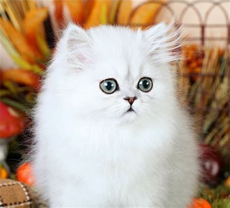 Silver and golden persians have either green or blue eyes, and black pads on their paws. Silver Chinchilla Teacup Persian Kitten ~ Ultra Rare ...