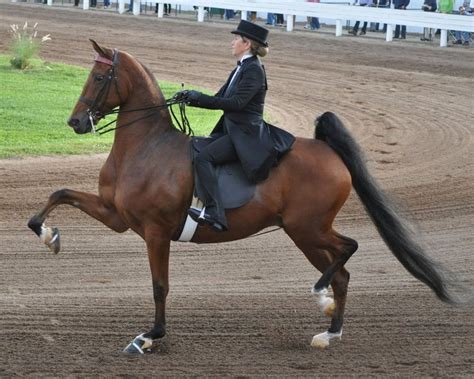 American Saddlebred Horse Breed Information History Videos Pictures