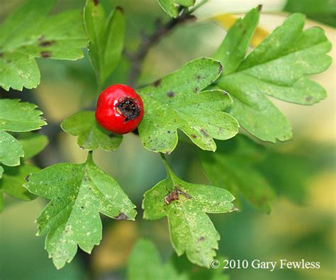 He lives in ashland, wisconsin. Trees of Wisconsin: Crataegus monogyna, one-seeded hawthorn