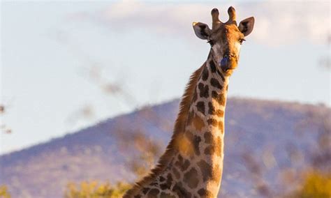 South African Giraffe Shows Off Stunning Physique In Amazing Shot